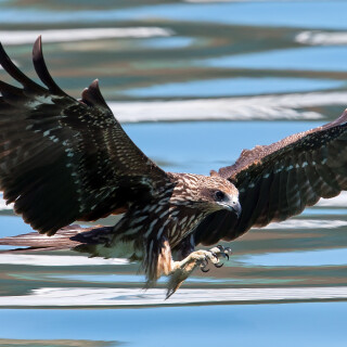 4K-10fe9bea5064fa461b