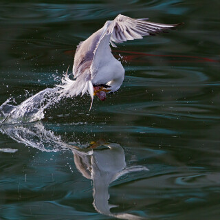 4K-763337355b1f15ece